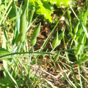 Photographie n°2389916 du taxon Raphanus raphanistrum L.