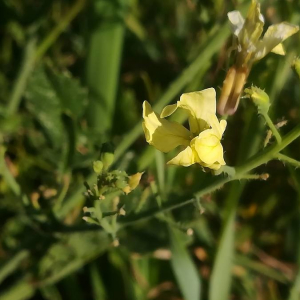 Photographie n°2389918 du taxon Raphanus raphanistrum L.