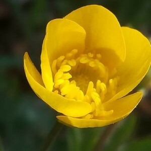 Photographie n°2389923 du taxon Ranunculus bulbosus L. [1753]