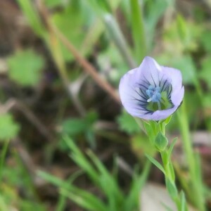 Photographie n°2389927 du taxon Linum usitatissimum L. [1753]