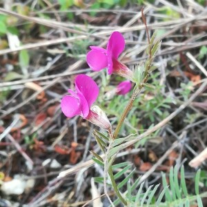 Photographie n°2389951 du taxon Vicia sativa L. [1753]