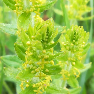 Photographie n°2390098 du taxon Cruciata laevipes Opiz [1852]