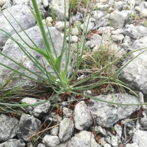 Photographie n°2390135 du taxon Tragopogon dubius Scop. [1772]