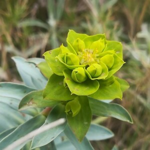 Photographie n°2390137 du taxon Euphorbia nicaeensis All. [1785]