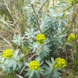 Photographie n°2390139 du taxon Euphorbia nicaeensis All. [1785]