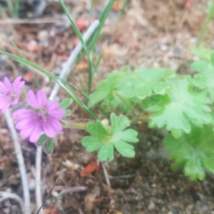 Photographie n°2390143 du taxon Geranium molle L. [1753]