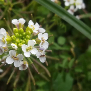 Photographie n°2390160 du taxon Nasturtium officinale R.Br. [1812]