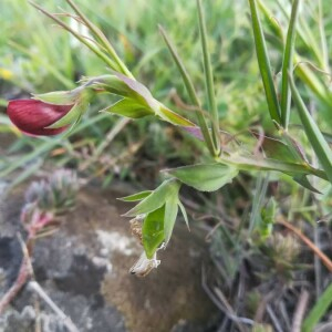 Photographie n°2390171 du taxon Lathyrus cicera L. [1753]