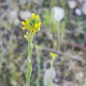 Photographie n°2390176 du taxon Sisymbrium officinale (L.) Scop. [1772]