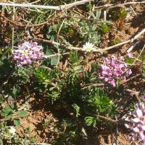 Photographie n°2390399 du taxon Iberis saxatilis L. [1756]