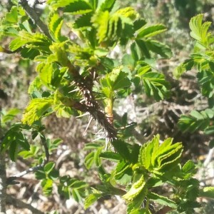 Photographie n°2390407 du taxon Rosa spinosissima L. [1753]