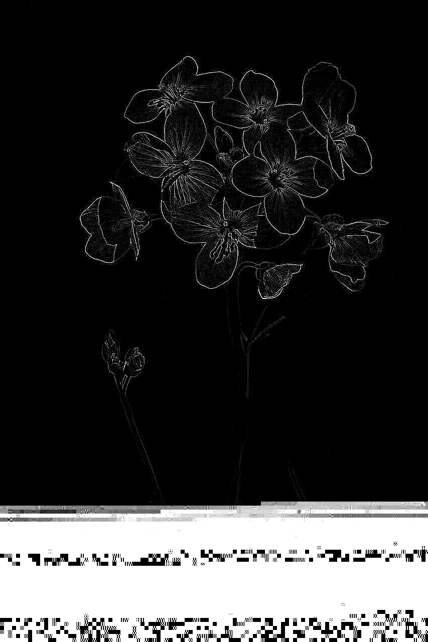 Photographie n°2392389 du taxon Echium vulgare L. [1753]