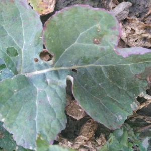 Photographie n°2392542 du taxon Brassica napus L. [1753]