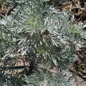 Photographie n°2392567 du taxon Artemisia absinthium L. [1753]