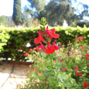 Photographie n°2392577 du taxon Salvia microphylla Kunth [1818]