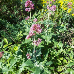 Photographie n°2392582 du taxon Centranthus ruber (L.) DC. [1805]