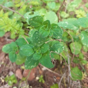 Photographie n°2392584 du taxon Clinopodium vulgare L. [1753]