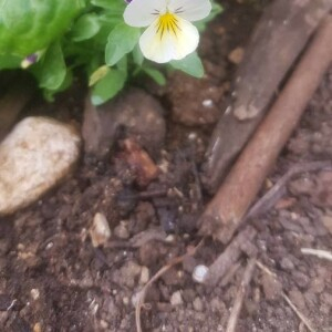 Photographie n°2392625 du taxon Viola tricolor L. [1753]
