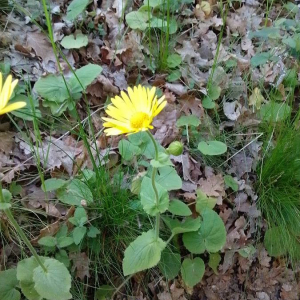 Photographie n°2392920 du taxon Doronicum pardalianches L.