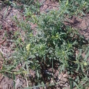 Photographie n°2392930 du taxon Reseda lutea L.