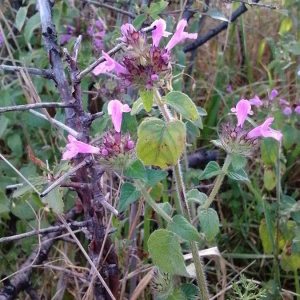 Photographie n°2392939 du taxon Clinopodium vulgare L.