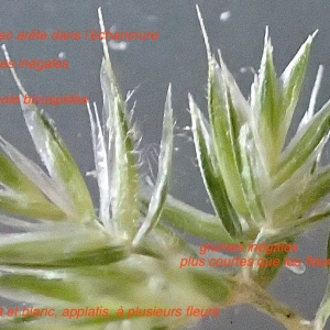 Photographie n°2393137 du taxon Rostraria cristata (L.) Tzvelev [1971]