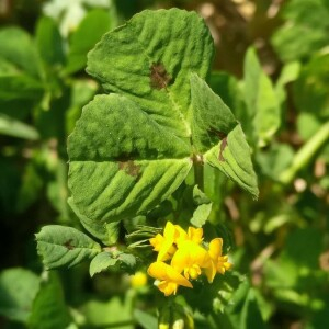 Photographie n°2393165 du taxon Medicago arabica (L.) Huds.