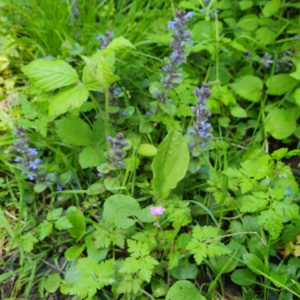 Photographie n°2393549 du taxon Ajuga reptans L. [1753]