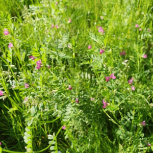 Photographie n°2393550 du taxon Vicia sativa L. [1753]