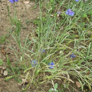 Photographie n°2393572 du taxon Cyanus segetum Hill [1762]