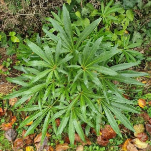 Photographie n°2393578 du taxon Helleborus foetidus L. [1753]