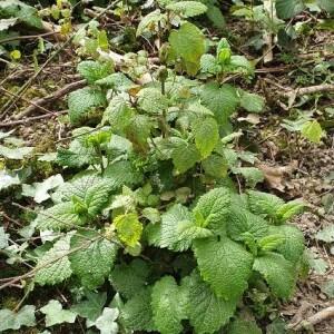 Photographie n°2393585 du taxon Mentha suaveolens Ehrh. [1792]