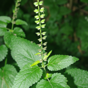  - Scutellaria altissima L. [1753]