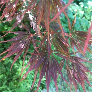 Photographie n°2393625 du taxon Acer palmatum Thunb. [1784]