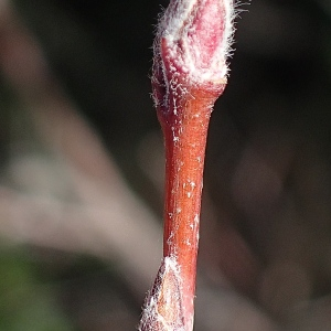 Photographie n°2393648 du taxon Amelanchier ovalis Medik. [1793]