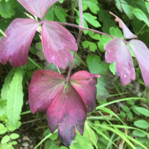 Photographie n°2393656 du taxon Aquilegia vulgaris L. [1753]