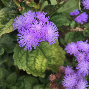  - Ageratum houstonianum Mill. [1768]