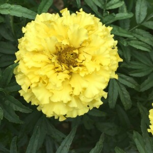  - Tagetes erecta L. [1753]