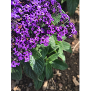 Heliotropium arborescens L. (Cherry-pie)