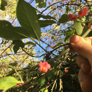 Photographie n°2393680 du taxon Euonymus europaeus L. [1753]