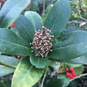 Photographie n°2393685 du taxon Skimmia japonica Thunb. [1783]