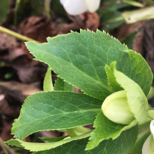 Photographie n°2393737 du taxon Helleborus niger L. [1753]