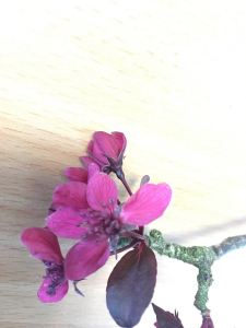 robin.niel@icloud.com, le 11 mars 2020 (Angers)