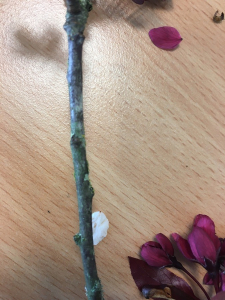 robin.niel@icloud.com, le 11 mars 2020 (Angers)