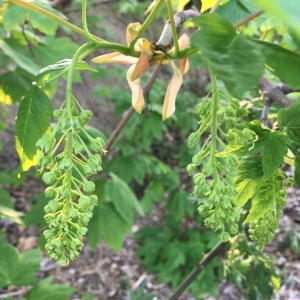 Photographie n°2393764 du taxon Acer pseudoplatanus L. [1753]