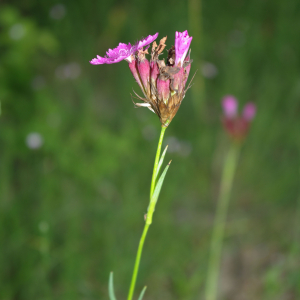 Photographie n°2393779 du taxon Dianthus carthusianorum L. [1753]