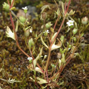 Photographie n°2393824 du taxon Saxifraga tridactylites L. [1753]