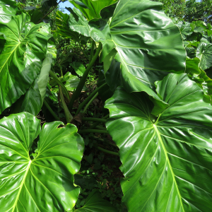 Photographie n°2393881 du taxon Philodendron giganteum Schott [1856]