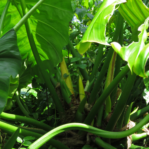 Photographie n°2393882 du taxon Philodendron giganteum Schott [1856]