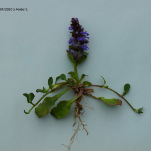 Photographie n°2393950 du taxon Ajuga reptans L.